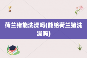 荷兰猪能洗澡吗(能给荷兰猪洗澡吗)