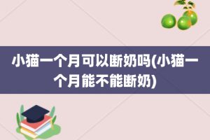 小猫一个月可以断奶吗(小猫一个月能不能断奶)