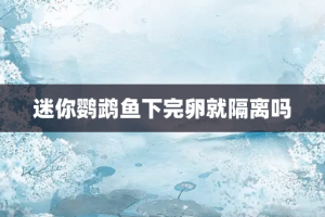 迷你鹦鹉鱼下完卵就隔离吗