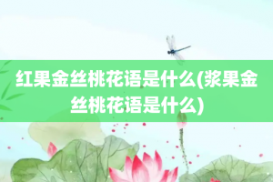 红果金丝桃花语是什么(浆果金丝桃花语是什么)