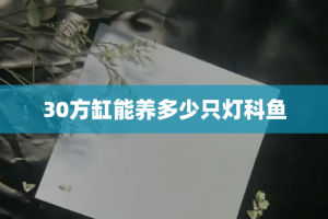 30方缸能养多少只灯科鱼