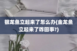 银龙鱼立起来了怎么办(金龙鱼立起来了咋回事?)