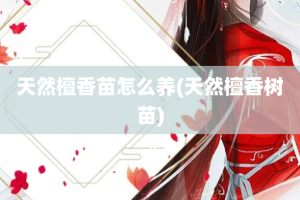 天然檀香苗怎么养(天然檀香树苗)