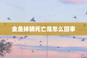 金鱼掉鳞死亡是怎么回事