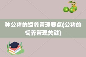 种公猪的饲养管理要点(公猪的饲养管理关键)