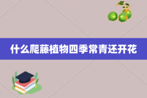 什么爬藤植物四季常青还开花