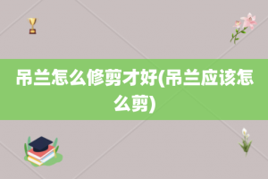 吊兰怎么修剪才好(吊兰应该怎么剪)