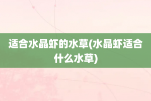 适合水晶虾的水草(水晶虾适合什么水草)