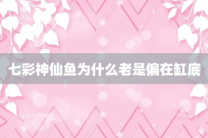 七彩神仙鱼为什么老是偏在缸底