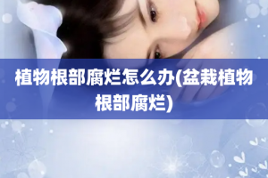 植物根部腐烂怎么办(盆栽植物根部腐烂)