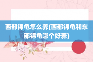 西部锦龟怎么养(西部锦龟和东部锦龟哪个好养)