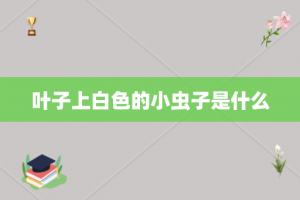 叶子上白色的小虫子是什么