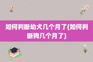 如何判断幼犬几个月了(如何判断狗几个月了)