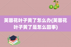 芙蓉花叶子黄了怎么办(芙蓉花叶子黄了是怎么回事)