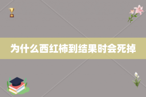 为什么西红柿到结果时会死掉