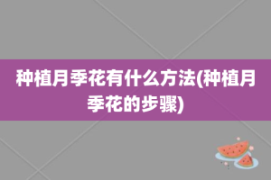 种植月季花有什么方法(种植月季花的步骤)
