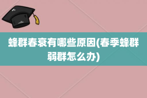 蜂群春衰有哪些原因(春季蜂群弱群怎么办)