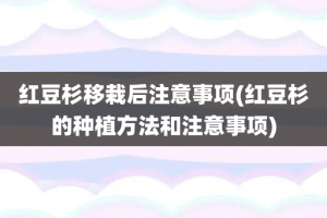 红豆杉移栽后注意事项(红豆杉的种植方法和注意事项)