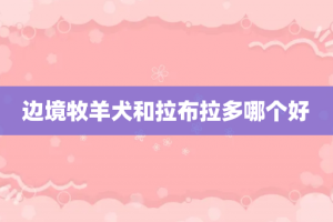 边境牧羊犬和拉布拉多哪个好