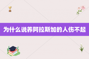 为什么说养阿拉斯加的人伤不起