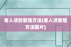 老人须的繁殖方法(老人须繁殖方法图片)