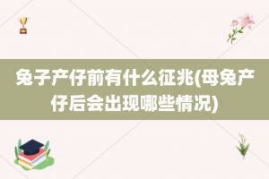 兔子产仔前有什么征兆(母兔产仔后会出现哪些情况)