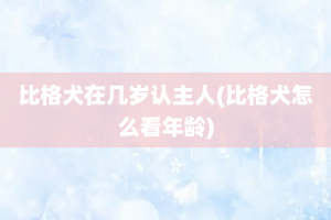 比格犬在几岁认主人(比格犬怎么看年龄)