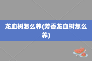 龙血树怎么养(芳香龙血树怎么养)