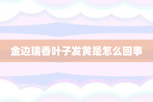 金边瑞香叶子发黄是怎么回事