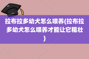 拉布拉多幼犬怎么喂养(拉布拉多幼犬怎么喂养才能让它粗壮)