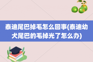 泰迪尾巴掉毛怎么回事(泰迪幼犬尾巴的毛掉光了怎么办)