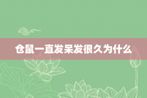 仓鼠一直发呆发很久为什么