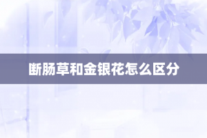 断肠草和金银花怎么区分