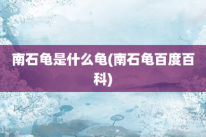 南石龟是什么龟(南石龟百度百科)
