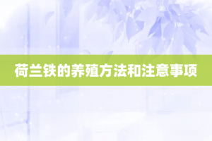 荷兰铁的养殖方法和注意事项