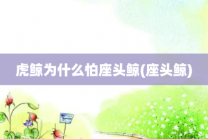 虎鲸为什么怕座头鲸(座头鲸)