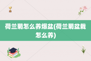 荷兰菊怎么养爆盆(荷兰菊盆栽怎么养)