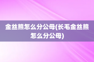 金丝熊怎么分公母(长毛金丝熊怎么分公母)