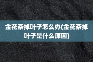 金花茶掉叶子怎么办(金花茶掉叶子是什么原因)