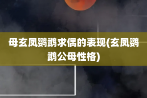 母玄凤鹦鹉求偶的表现(玄凤鹦鹉公母性格)