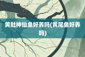 黄肚神仙鱼好养吗(黄尾鱼好养吗)