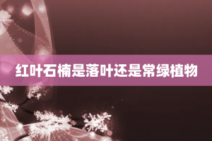 红叶石楠是落叶还是常绿植物