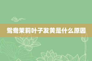 鸳鸯茉莉叶子发黄是什么原因