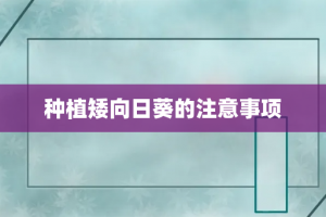 种植矮向日葵的注意事项