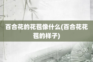 百合花的花苞像什么(百合花花苞的样子)