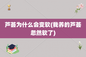芦荟为什么会变软(我养的芦荟忽然软了)