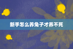 新手怎么养兔子才养不死