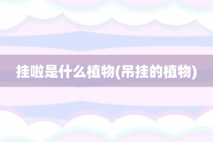 挂啦是什么植物(吊挂的植物)