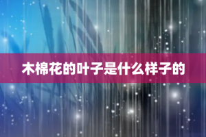 木棉花的叶子是什么样子的