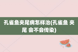 孔雀鱼夹尾病怎样治(孔雀鱼 夹尾 会不会传染)